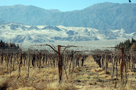 Cabernet de los Andes Cabernet de los Andes